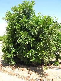            Habit (Riverside, CA)   