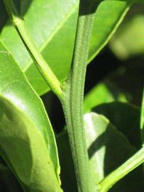            First year twig (Riverside, CA)   