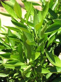              Sun leaves (Riverside, CA)       