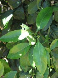              Shade leaves (Riverside, CA)       