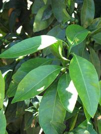              Shade leaves (Riverside, CA)       
