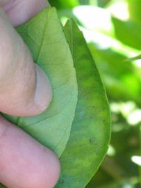              Margin (Riverside, CA)       