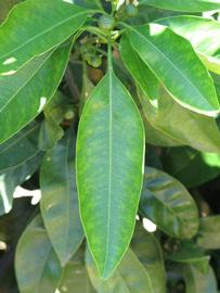              Unifoliolate leaf (Riverside, CA)       