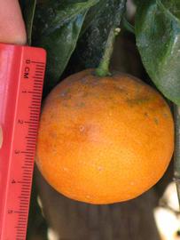            Fruit (Riverside, CA)   