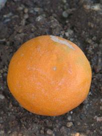            Fruit (Riverside, CA)   