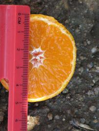            Fruit cross-section (Riverside, CA)   