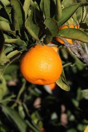              Fruit (Riverside, CA)       