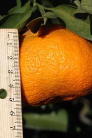              Fruit (Riverside, CA)       