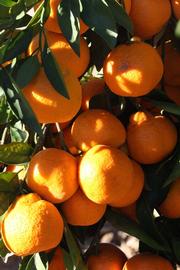              Fruit (Riverside, CA)       