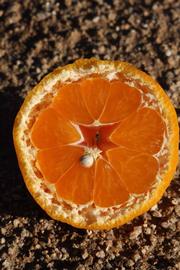              Fruit cross-section (Riverside, CA)       