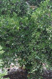            Habit (Riverside, CA)   