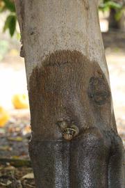            Bark (Riverside, CA)   