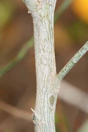              Second - third year twig (Riverside,   CA)       