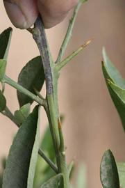            First year twig (Riverside, CA)   