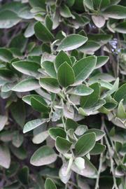              Sun leaves (Riverside, CA)       