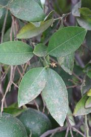              Shade leaves (Riverside, CA)       