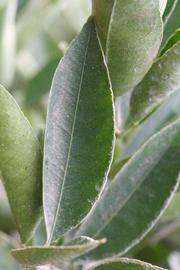              Unifoliolate leaf (Riverside, CA)       