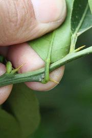              Petiole (Riverside, CA)       