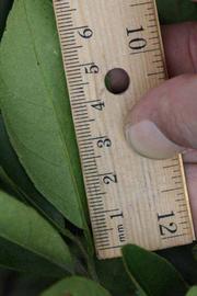              Unifoliolate leaf (Riverside, CA)       