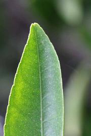              Margin (Riverside, CA)       