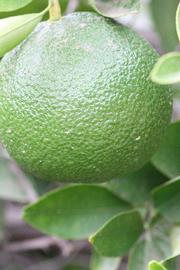            Immature fruit (Riverside, CA)   