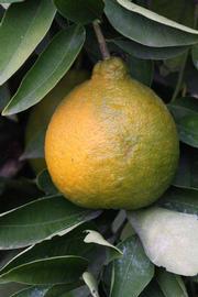              Fruit (Riverside, CA)       