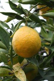              Fruit (Riverside, CA)       