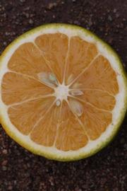              Fruit cross-section (Riverside, CA)       