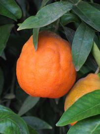            Fruit (Riverside, CA)   