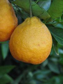            Fruit (Riverside, CA)   