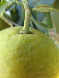              Fruit (Winter Haven, FL)       