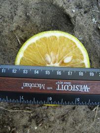              Fruit cross-section (Winter Haven, FL)       