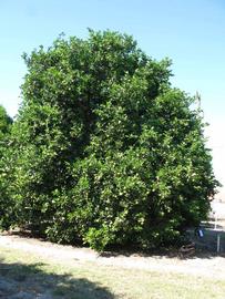            Habit (Winter Haven, FL)   