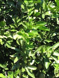              Sun leaves (Winter Haven, FL)       