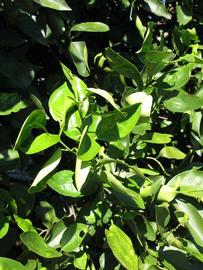              Sun leaves (Winter Haven, FL)       