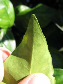              Margin (Winter Haven, FL)       