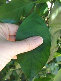              Unifoliolate leaf (Winter Haven, FL)       