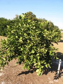            Habit (Winter Haven, FL)   