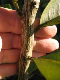              Second - third year twig (Winter Haven, FL)       