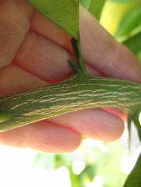              Second - third year twig (Winter Haven, FL)       