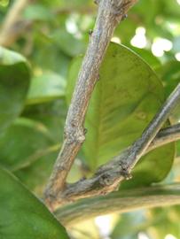              Second - third year twig (Winter Haven, FL)       