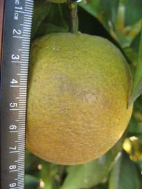              Fruit (Winter Haven, FL)       