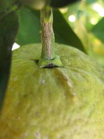              Fruit (Winter Haven, FL)       