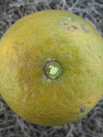              Fruit (Winter Haven, FL)       