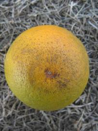              Fruit (Winter Haven, FL)       