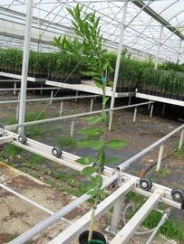            Habit (Phillip Rucks Citrus Nursery, Frostproof, FL)   