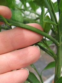              First year twig (Phillip Rucks Citrus Nursery, Frostproof,   FL)       