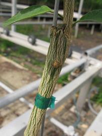              Second -  third year twig (Phillip Rucks Citrus Nursery,   Frostproof, FL)       