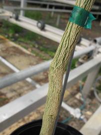              Second -  third year twig (Phillip Rucks Citrus Nursery,   Frostproof, FL)       