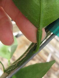              Petiole (Phillip Rucks Citrus Nursery, Frostproof,   FL)       